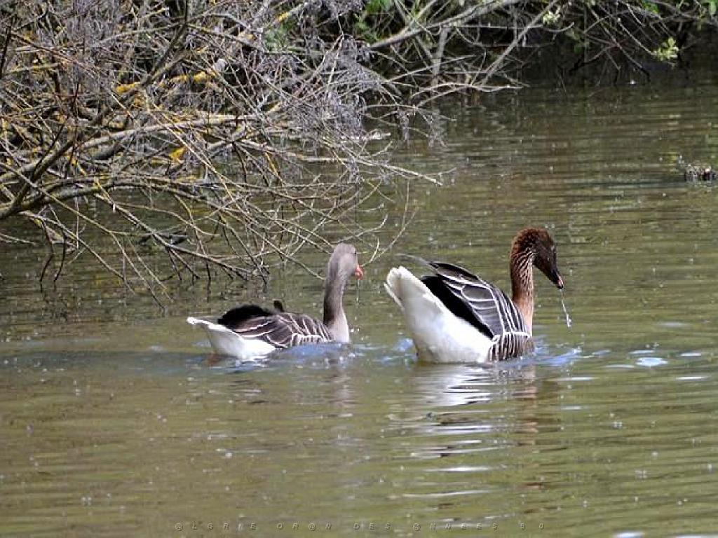 101PARC AUX OISEAUX DANS L AIN 2016 1_000059.jpg
